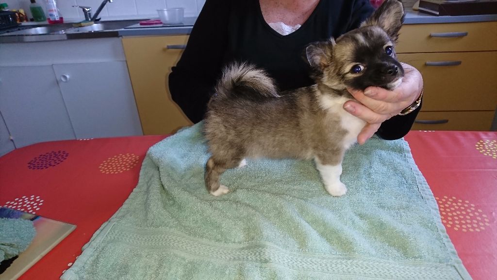 Chiot Chihuahua Des Pitchounes Du Bois Joli
